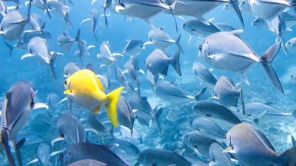 Yellow fish swimming amongst other fish