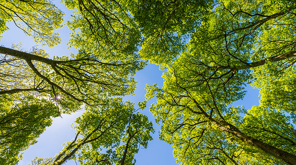 Summer forest