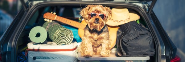 Image of dog wearing sunglasses in the boot of a car