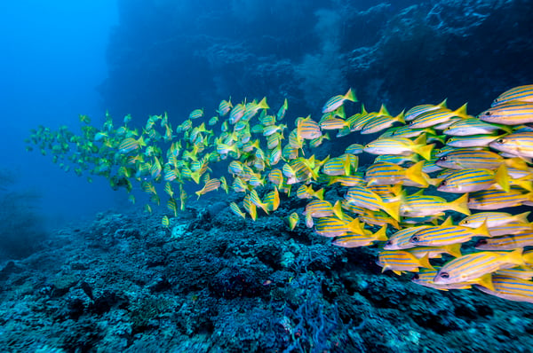 Blue fish swimming