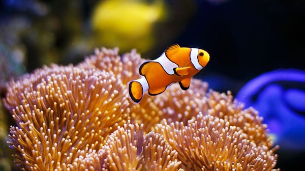 Angel fish floating above coral