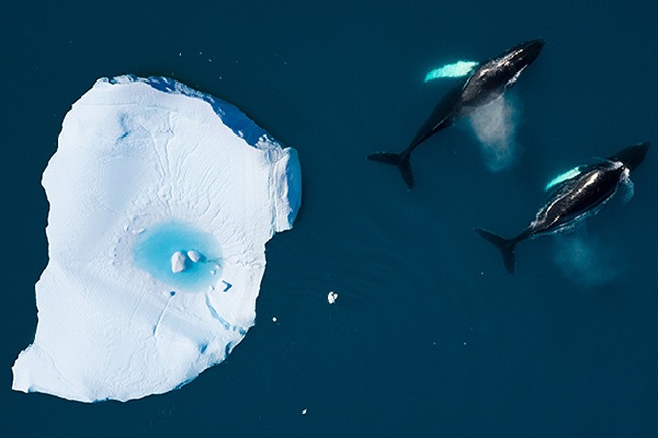 Renewing our Climate Impact Pledge.jpg