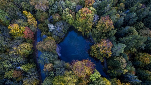 Aerial view of the forest in the fall, with a lake