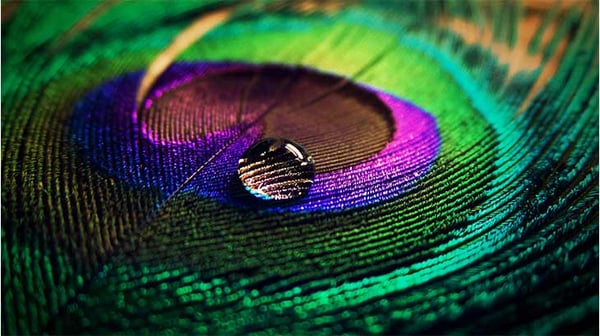 Peacock Water Drop