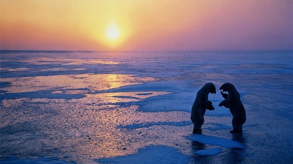 Polar bears at sunset